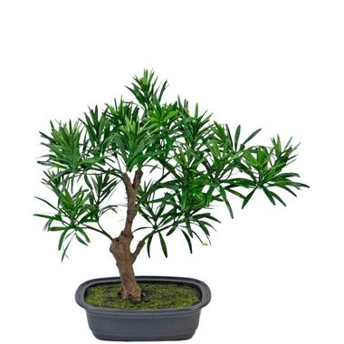 Hoyz Greenery - Kunstplant Bonsai Podocarpus 30 cm product