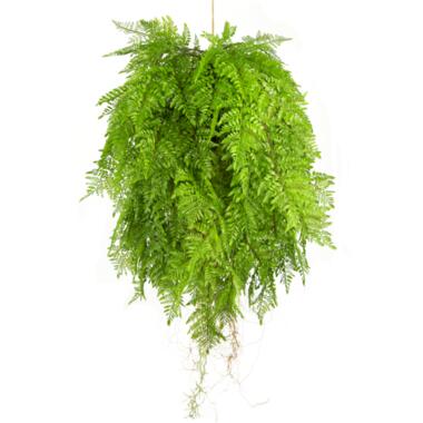 Hoyz Greenery - Plante artificielle suspendue Fougère avec racines d80 cm product