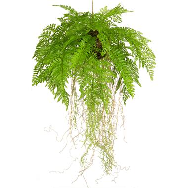 Hoyz Greenery - Plante artificielle suspendue Fougère avec racines d35 cm product