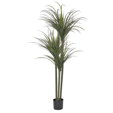 Plante artificielle DRACAENA ANITA 198 cm Vert product