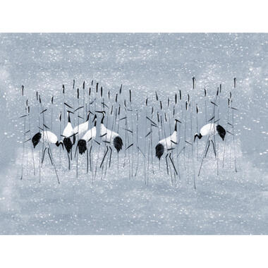 Sanders & Sanders fotobehangpapier - kraanvogels - blauw - 371 x 280 cm product