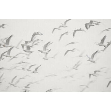 Sanders & Sanders fotobehangpapier - vogels - grijs - 424 x 280 cm product