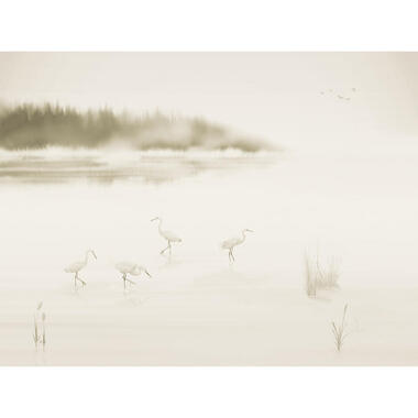 Sanders & Sanders fotobehangpapier - kraanvogels - warm beige - 371 x 280 cm product