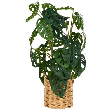 MONSTERA ADANSONII - Kunstplant - Groen - 53 cm - Synthetisch product