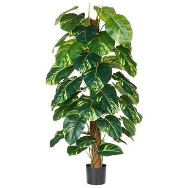 DIEFFENBACHIA - Kunstplant - Groen - 152 cm - Synthetisch materiaal product