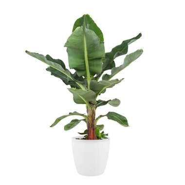 Bananenplant in ELHO ® Pure Round pot (wit), ⌀ 30 cm, h 80 cm product
