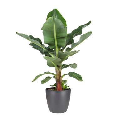 Bananenplant in ELHO ® Pure Round pot (antraciet), ⌀ 30 cm, h 80 cm product
