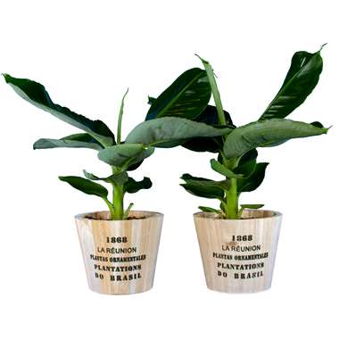 Intenz Home ® Twee bananenplantjes in houten pot Nairobi, ⌀12, h30cm product