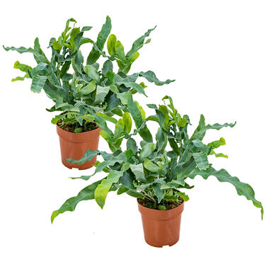 2x Blauwvaren - Phlebodium - Luchtzuiverende kamerplant ⌀12 cm - ↕30 cm product