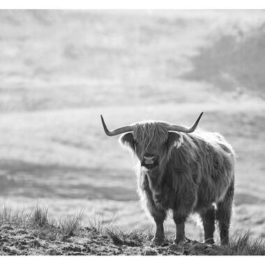 Sanders & Sanders fotobehangpapier - schotse hooglander - zwart wit product