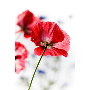 ESTAhome papier peint mural - coquelicots rouges - rouge product