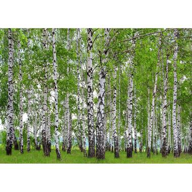 Sanders & Sanders photo mural - paysage boisé - vert -360 x 254 cm product