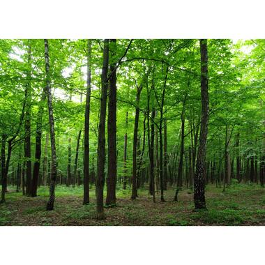 Sanders & Sanders fotowand - bosrijk landschap - groen - 360 x 254 cm product