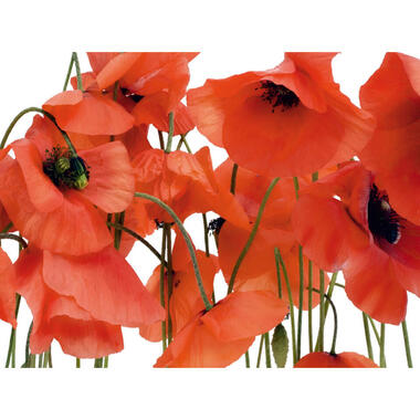 Sanders & Sanders papier peint mural - fleurs - rouge -360 x 270 cm product