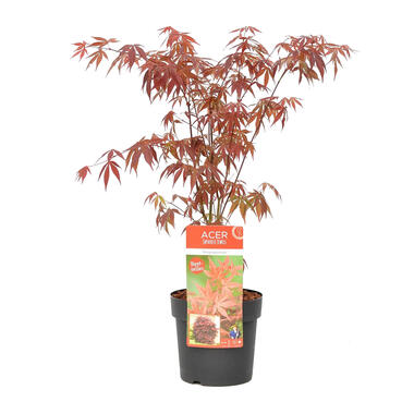 Japanse Esdoorn - Acer palm. 'Atropurpureum' Pot 19 - Hoogte 55-65 cm product