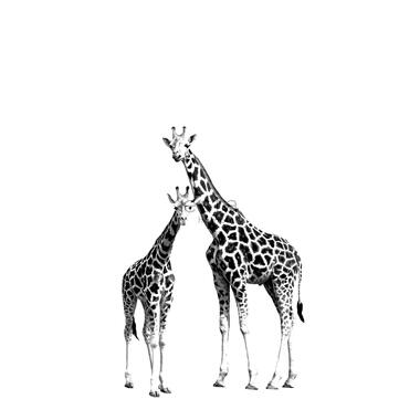 ESTAhome papier peint mural - girafes - noir et blanc product