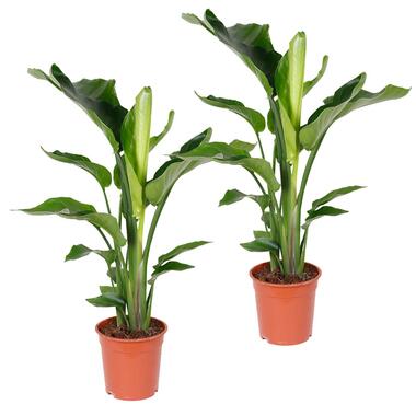 Strelitzia 'Nicolai' 2x - Paradijsvogelplant - Pot 21-Hoogte 90-100 cm product