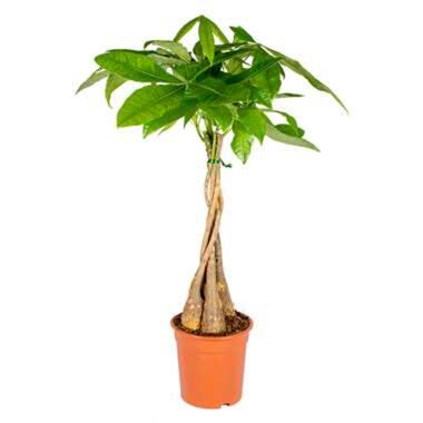Geldboom - Pachira Aquatica - Pot 21 cm - Hoogte 90-100 cm product