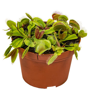 Vleesetende plant - Dionaea - Pot 12 cm - Hoogte 15 cm product