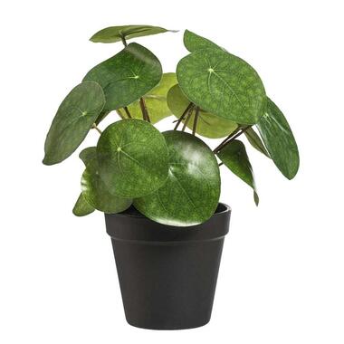 Pannenkoekenplant in pot - 25 cm product