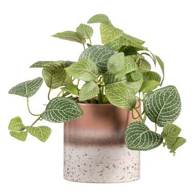 Kunstplant Fittonia in pot - groen/bruin - 30 cm product