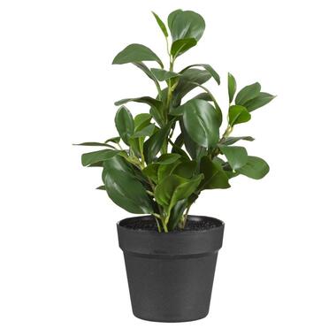 Kunstplant Peperomia in pot - groen/zwart - 38 cm product