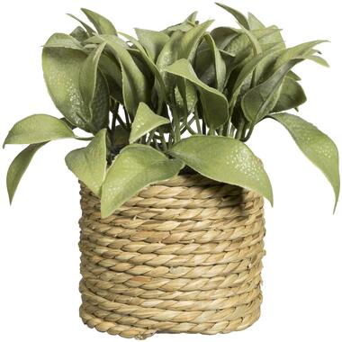 Plante artificielle dans panier - verte - 15 cm product