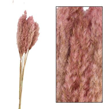 Herbe de la pampa - rose - 70 cm product