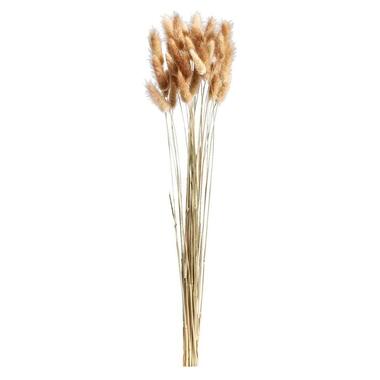 Fleurs séchées Lagurus - brunes - 45-50 cm product