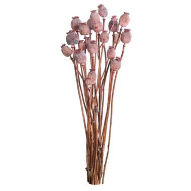 Droogbloemen Papaver - roze - 64 cm product