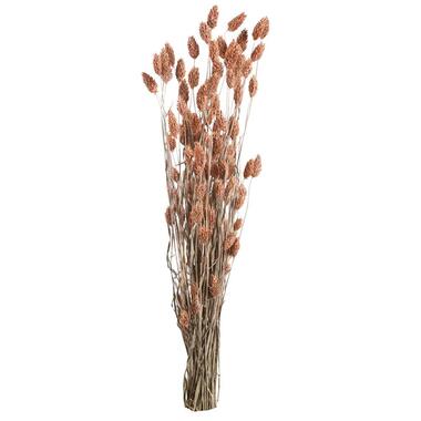 Droogbloemen Phalaris - roze - 76 cm product