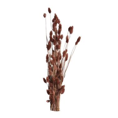 Fleurs séchées Phalaris - brunes - 76 cm product