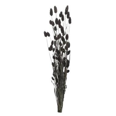 Fleurs séchées Phalaris - noires - 76 cm product