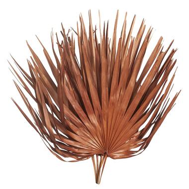 Feuille Sun fan spear séchée - brun rougeâtre - 70 cm product