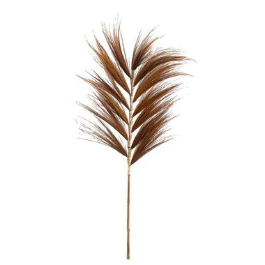 Droogbloemen Grass plume - bruin - 118 cm product
