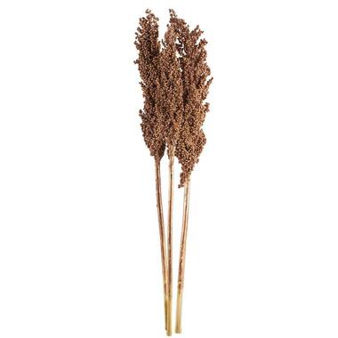 Fleurs séchées Indian Corn, 3 pièces - couleur cuivre - 70 cm product