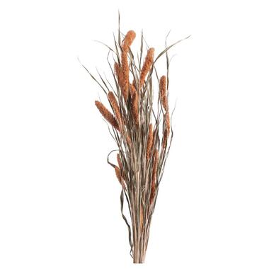 Droogbloemen Bunch Setaria - zalmkleur - 66 cm product