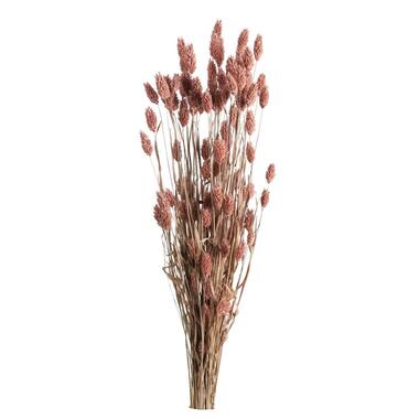 Droogbloemen Bunch Phalaris - roze - 75 cm product