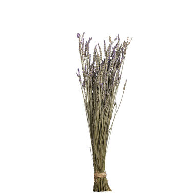 Fleurs séchées Lavande - violet - 58 cm product
