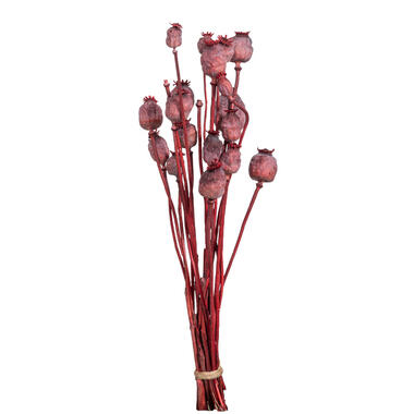 Fleurs séchées Bunch Papaver Holland - rose - 58 cm product