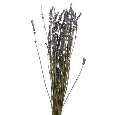 Droogbloemen Lavendel - 58 cm product