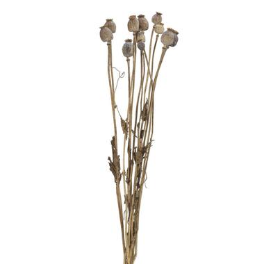 Set van 10 papaver droogbloemen - 60 cm product