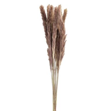 Set van 6 pampas pluimen - bruin product