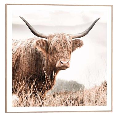 Poster vache Highland, cadre inclus - 50x50 cm product