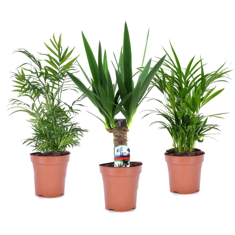 Mini Palmen Mix - Set van 3 stuks - Kamerplanten - Pot ⌀12cm - Hoogte ↕ 30-40cm