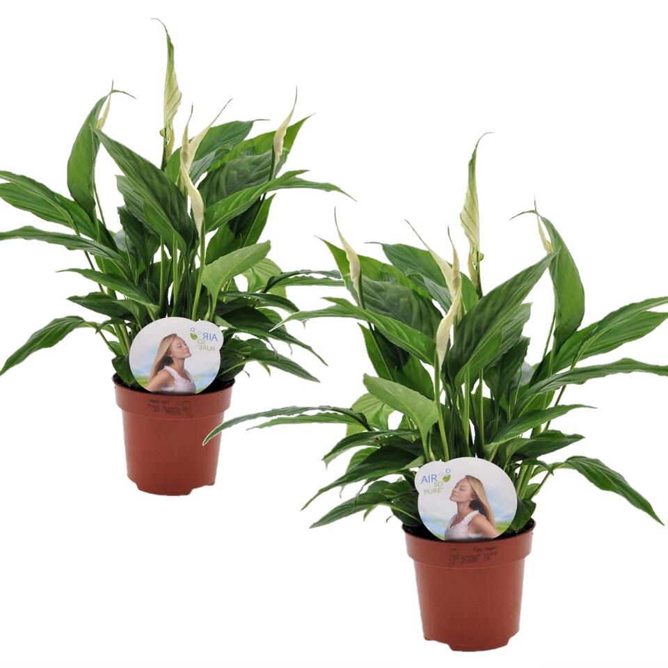Set van 2 Spathiphyllum Lepelplant - Luchtzuiverend - Pot 12cm - Hoogte 30-40cm