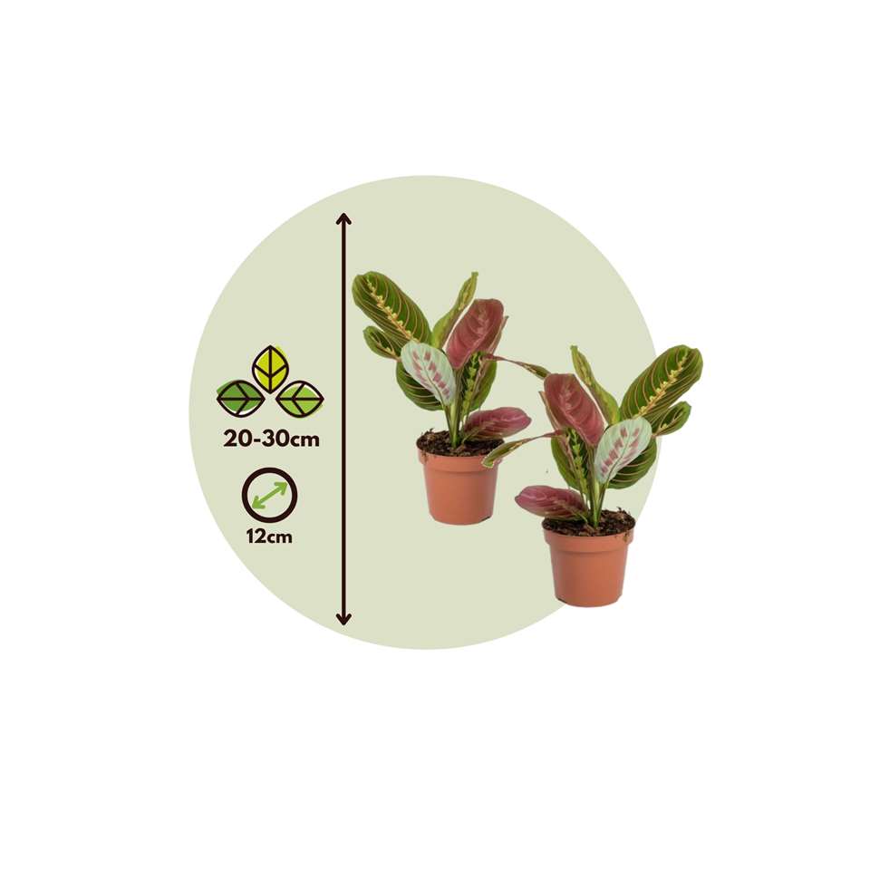 Set van 2 Maranta Fascinator - Visgraatplant - Pot ⌀12cm - Hoogte ↕ 20-30cm
