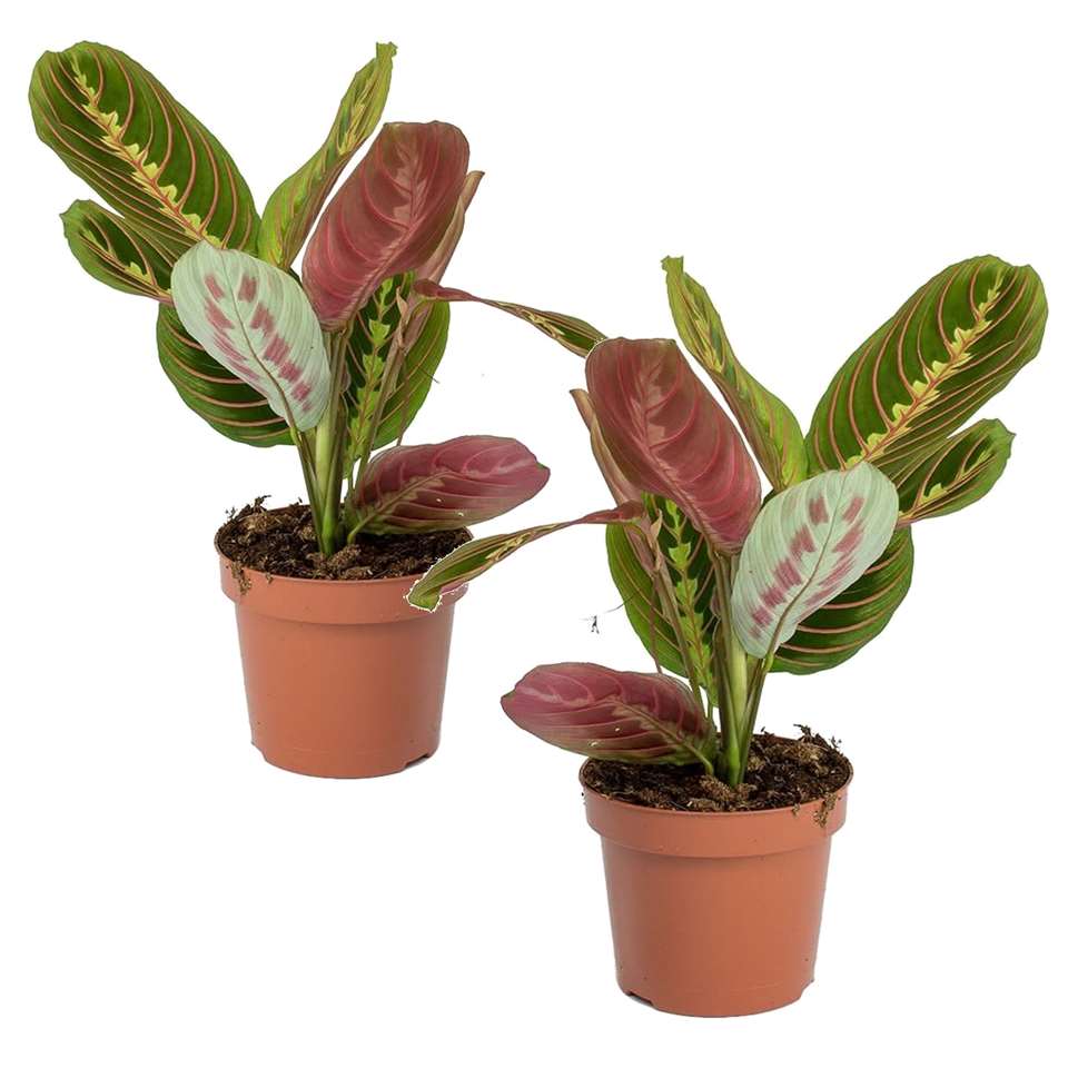 Set van 2 Maranta Fascinator - Visgraatplant - Pot ⌀12cm - Hoogte ↕ 20-30cm