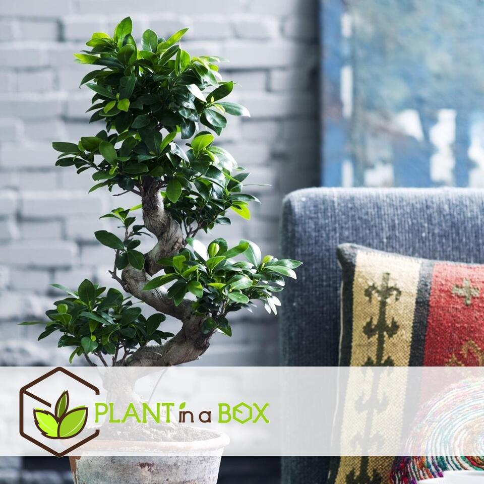 Ficus Ginseng S-Shape - Japanse Bonsai kamerplant - Pot 22cm - Hoogte 60-70cm