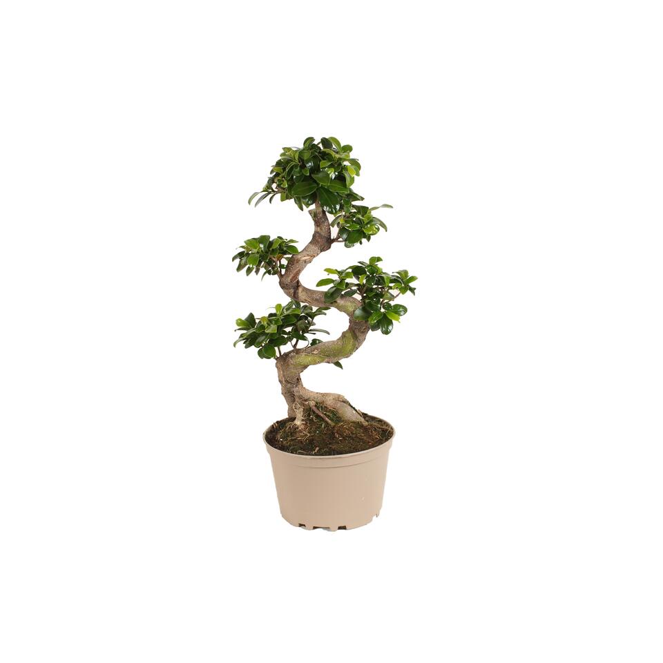 Ficus Ginseng S-Shape - Japanse Bonsai kamerplant - Pot 22cm - Hoogte 60-70cm